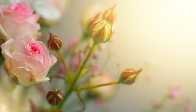 Weiße Rosen und Chrysanthemen auf weißem Hintergrund. Brautstrauß. Hintergrund. Sanfte Pastellfarben. Hintergrund für Postkarten, Einladungen und Grüße.