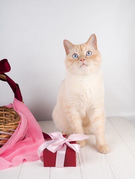 Weiße rote Katze in einem festlichen Weidenkorb.