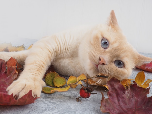 Weiße rote Katze mit Herbstlaub, nahe Kopie des Raumes, Konzept der Ernte, Komfort