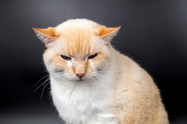 Weiße rote kranke Katze mit abgesenkten wunden Ohren