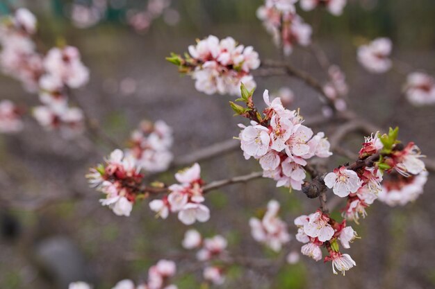 Weiße Sakura-Blume, die als natürlicher Hintergrund blüht