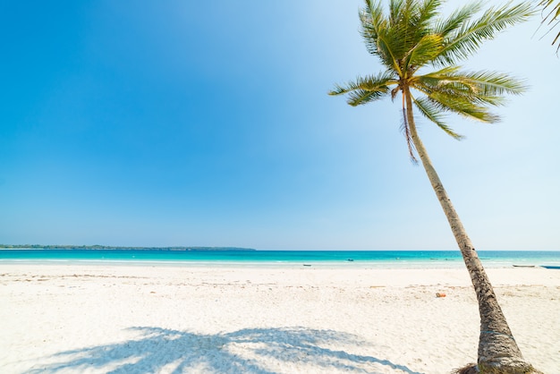 Weiße Sandstrand-Kokosnussbäume und Palmwedel, türkisblaues Wasser, tropisches Paradies, Reiseziel, Kei Island, Molukken, Indonesien, Wüste setzen keine Leute auf den Strand