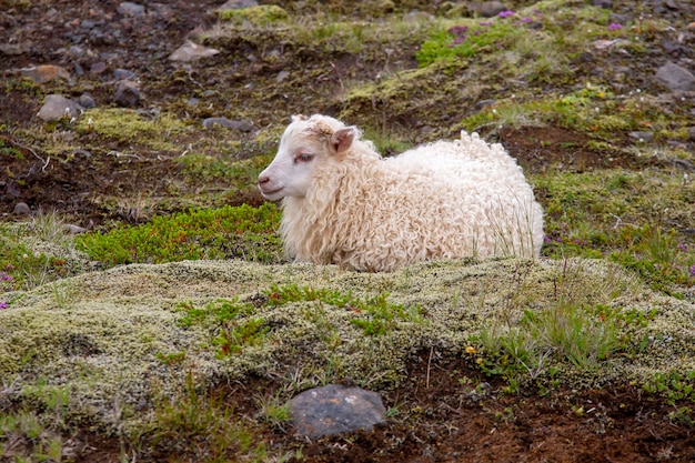 Weiße Schafe, die auf dem Gras in Island sitzen