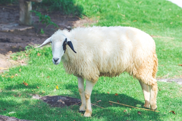 Weiße Schafe, die auf einem Bauernhof stehen