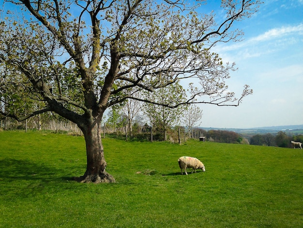 Weiße Schafe, die grünes Gras nahe großem Baum auf Feld essen.