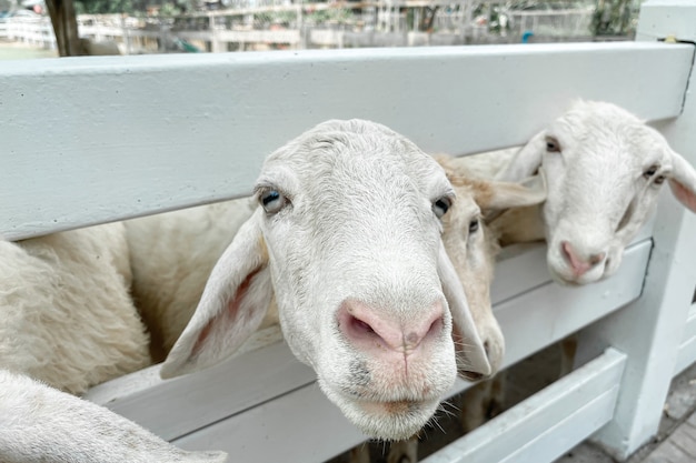 Weiße Schafe drängen sich in der klassischen Farm, Thailand.