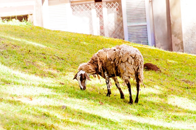 Weiße Schafe im Bauerngarten, die Gras fressen.