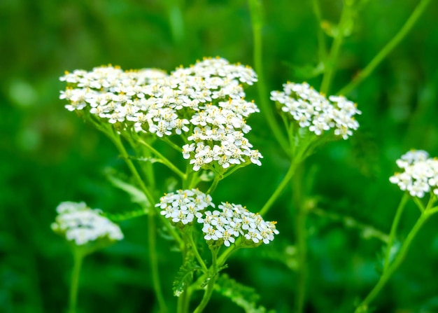 Weiße Schafgarbenblüten wachsen in einem Blumengarten. anbau und sammlung von heilpflanzenkonzept