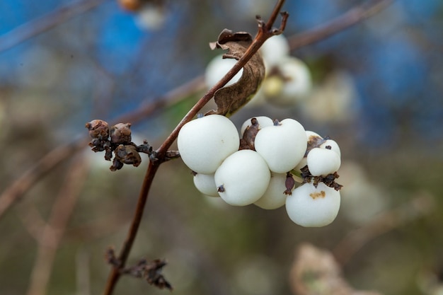 Weiße Schaubeeren im Zweig auf blauem Hintergrund