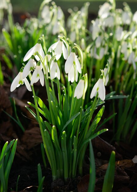 Weiße Schneeglöckchen auf grünem Gras an einem sonnigen Frühlingstag Platz für Text Hochwertiges Foto