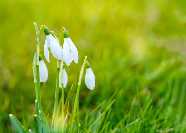 Weiße Schneeglöckchen auf grünem Gras an einem sonnigen Frühlingstag