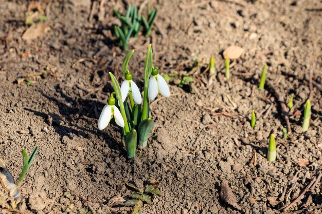 Weiße Schneeglöckchen Blumen Galanthus nivalis am Vorfrühling