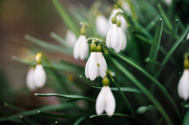 Weiße Schneeglöckchen Blumen im Garten oder Wald Frühlingsschneeglöckchen blühen