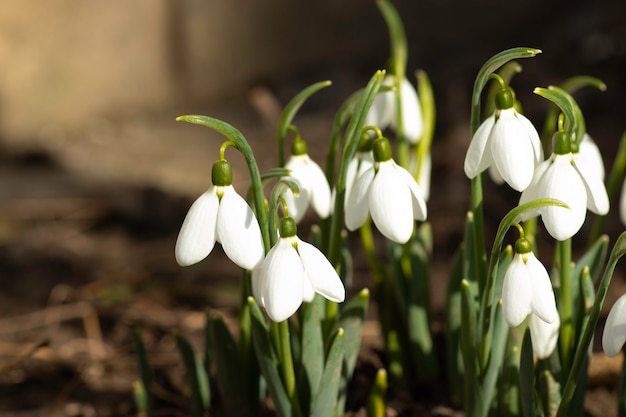 weiße Schneeglöckchen erste Blumen im Frühling blüht an einem sonnigen Tag