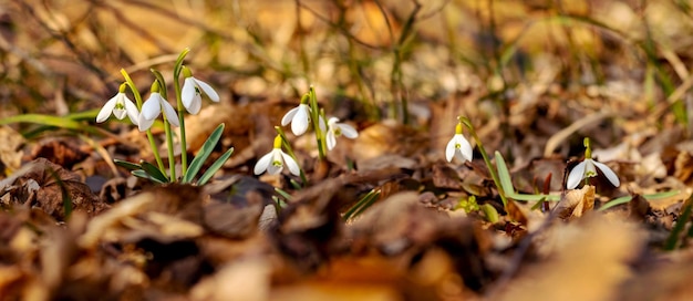 Weiße Schneeglöckchen im Wald zwischen den gefallenen Blättern