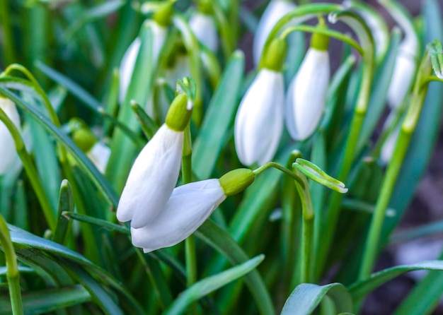 Weiße Schneeglöckchen im zeitigen Frühjahr im Wald