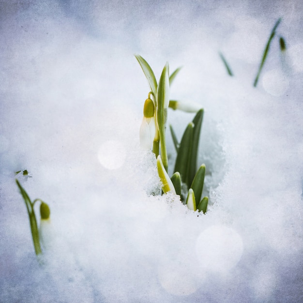 weiße Schneeglöckchen mit Schnee