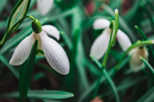 Weiße Schneeglöckchen Nahaufnahme mit verschwommenem Hintergrund Erste schöne Blumen im Frühling