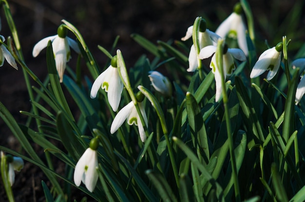 Weiße Schneeglöckchen Nahaufnahme mit verschwommenem Hintergrund Erste schöne Blumen im Frühling