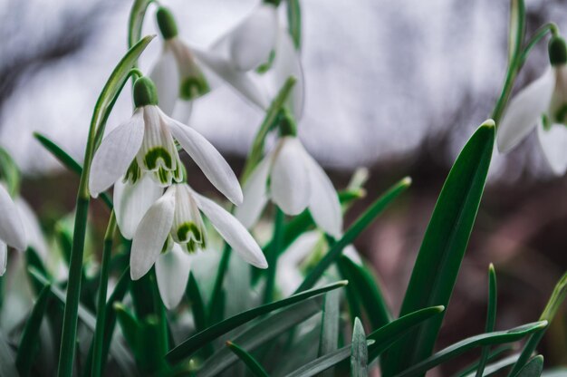 Weiße Schneeglöckchen Nahaufnahme mit verschwommenem Hintergrund Erste schöne Blumen im Frühling