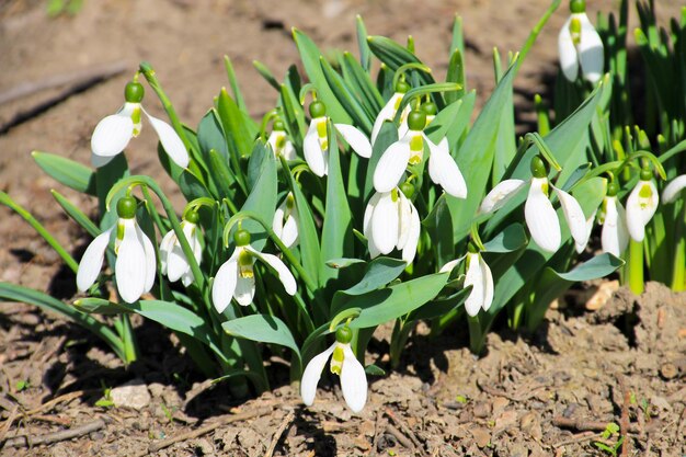 Weiße Schneeglöckchenblumen Galanthus nivalis