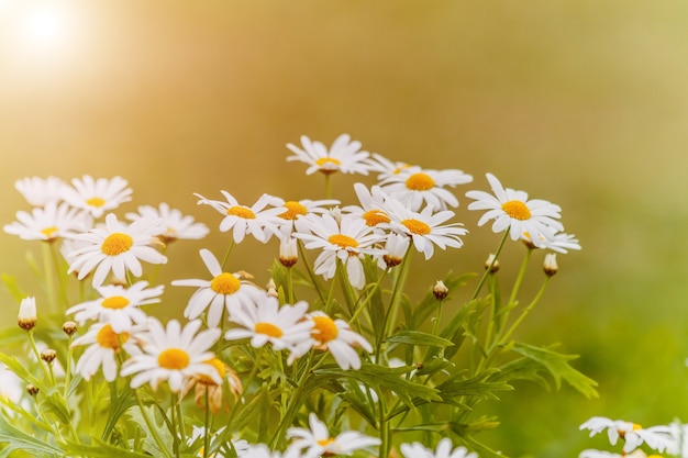 Weiße Schneiderblumen im Morgensonnenlicht