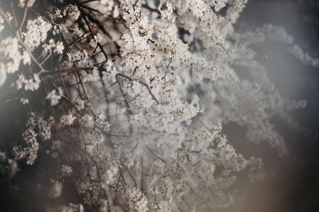 Weiße schöne Blumen auf dem blühenden Baum im Vorfrühling