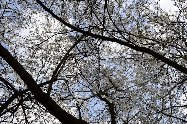 Weiße schöne Blumen eines blühenden natürlichen jungen Apfelbaums auf einem Hintergrund des blauen Himmels Hintergrundbeschaffenheit