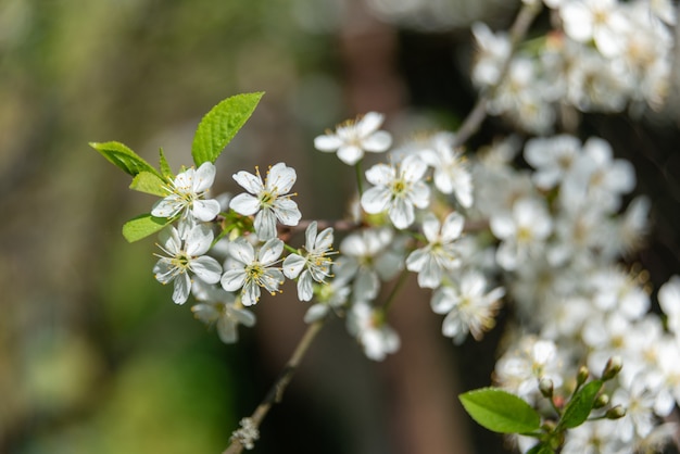 Weiße schöne Blumen im Baum blühen im zeitigen Frühjahr, Hintergrund verwischt. Foto in hoher Qualität