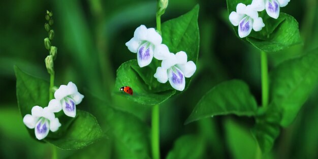 Weiße schöne Blumen und roter Marienkäfer auf grünem Hintergrund in einem Märchengarten Makrobild