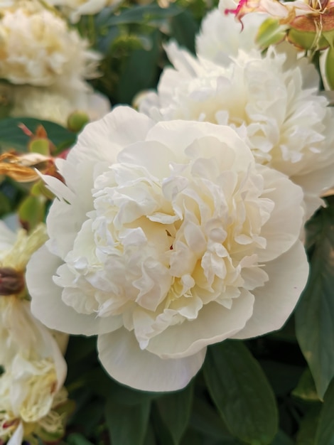 Weiße schöne Blumenpfingstrose blüht Sommer