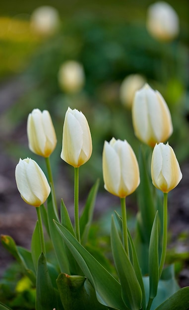 Weiße schöne Gartentulpen, die im Frühling an einem sonnigen Tag im Freien wachsen Nahaufnahme der Didiers-Tulpe aus der Pflanzenart Tulipa gesneriana mit blühendem Blühen und Blühen in der Natur