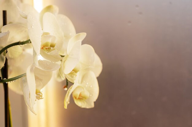 Weiße schöne Orchidee auf einem farbenfrohen Hintergrund