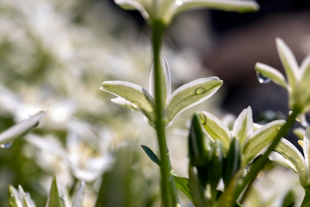 Weiße schöne Sommerblumen im Garten nach dem Regen