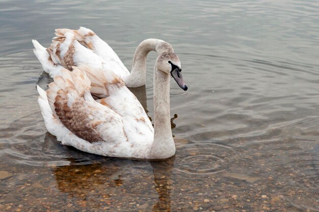 Weiße Schwäne auf dem See in der Nähe der Stadt Goryachy Klyuch