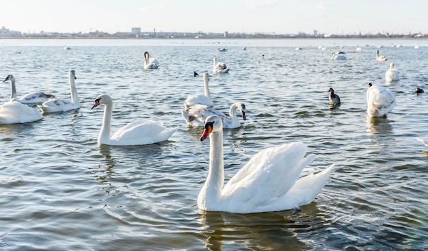 Weiße Schwäne auf dem See