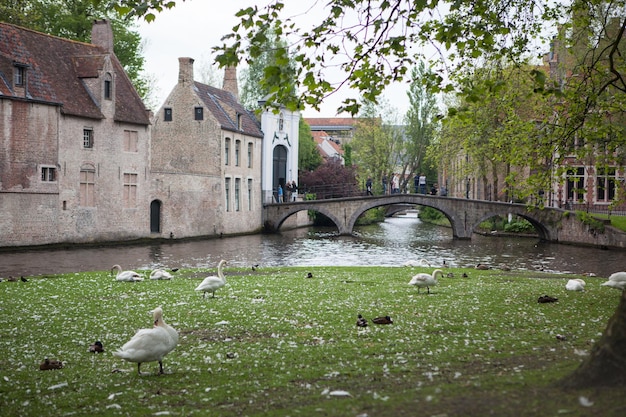 Weiße Schwäne auf dem Teich Brügge, Belgien