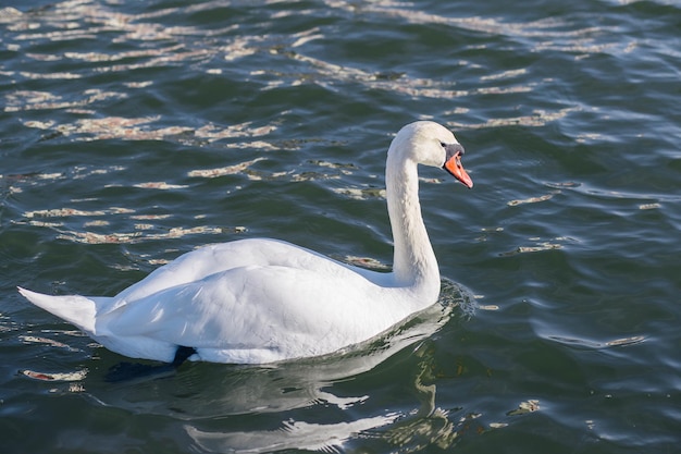 Weiße Schwäne auf dem Teich