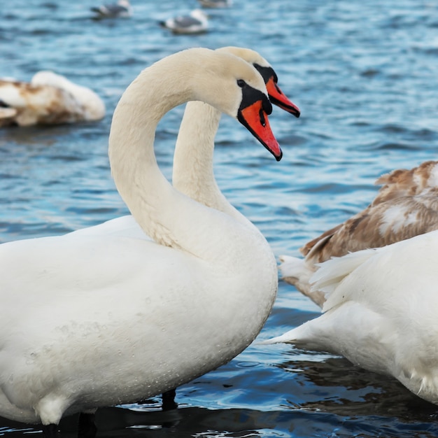 Weiße Schwäne auf dem Wasser.