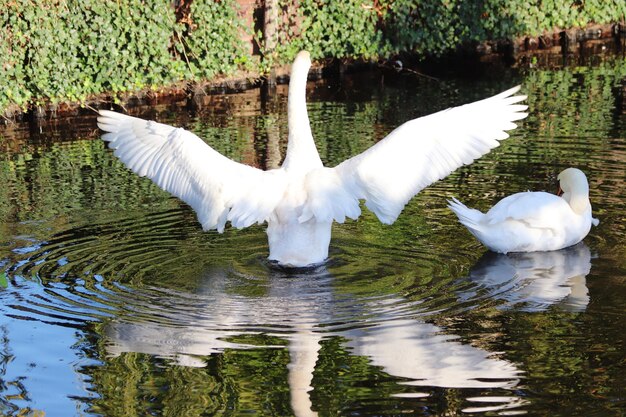 Foto weiße schwäne im see