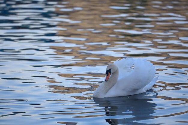 weiße Schwäne im Wasser / wilde schöne Vögel, Schwäne in der Natur