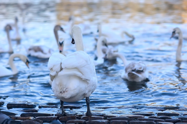 weiße Schwäne im Wasser / wilde schöne Vögel, Schwäne in der Natur