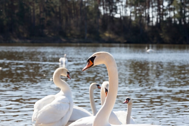 Weiße Schwäne in Nahaufnahme, die auf dem See in der Nähe der Stadt leben, schöne große Wasservögel im Frühjahr bei der Suche nach einem Paar