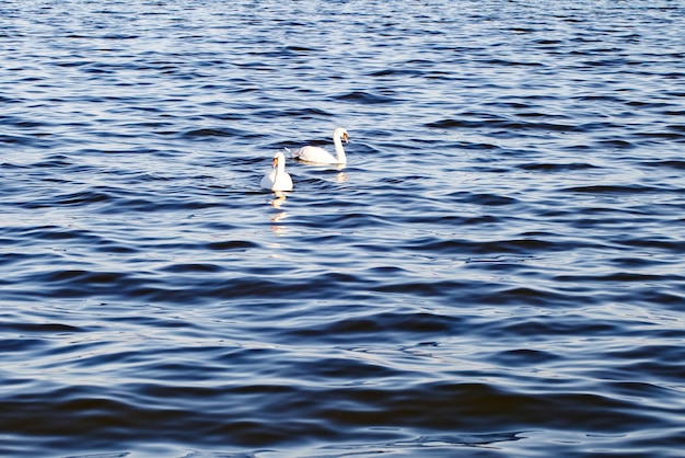 Weiße Schwäne schwimmen zu zweit auf der Wasseroberfläche in Seevögeln