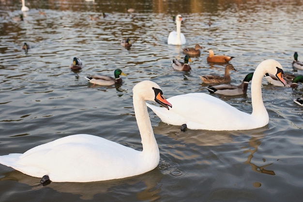 weiße Schwäne und Enten auf dem See