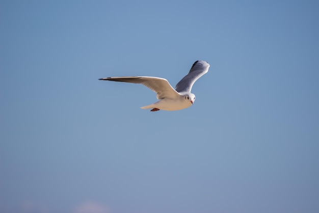 Weiße Seemöwe fliegt in den blauen Himmel