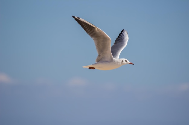 Weiße Seemöwe fliegt in den blauen Himmel
