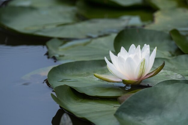 Weiße Seerose, die im Teich blüht