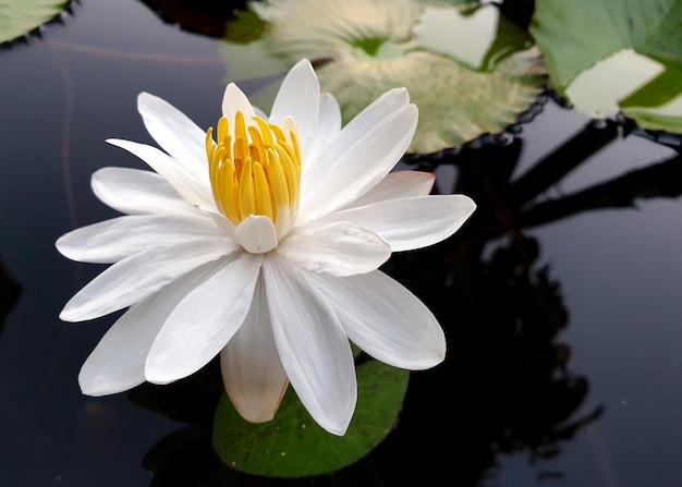 Weiße Seerose im Teich Nymphaea alba