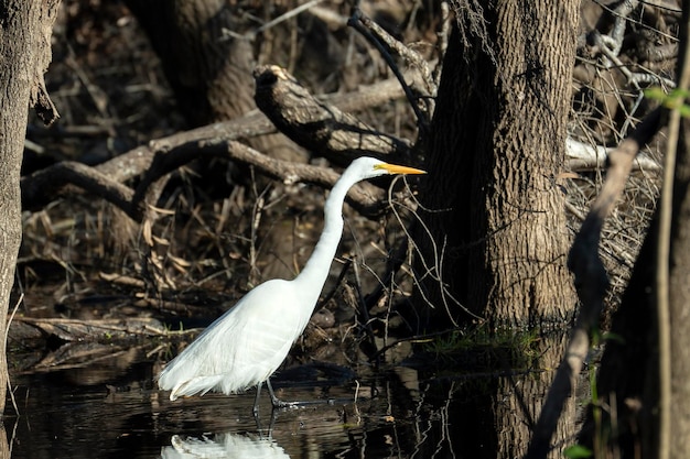 Weiße Silberreiher-Vogeljagd auf Florida-Feuchtgebieten im Sommer